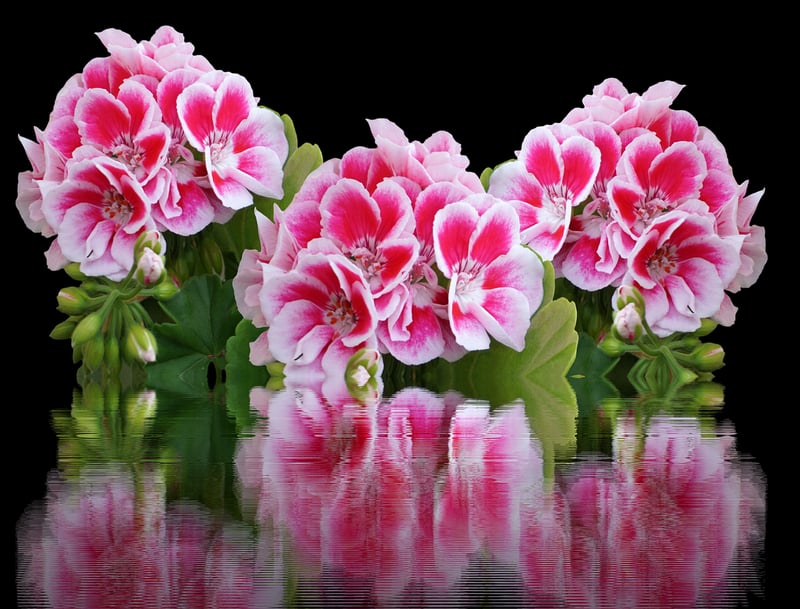 Geraniums